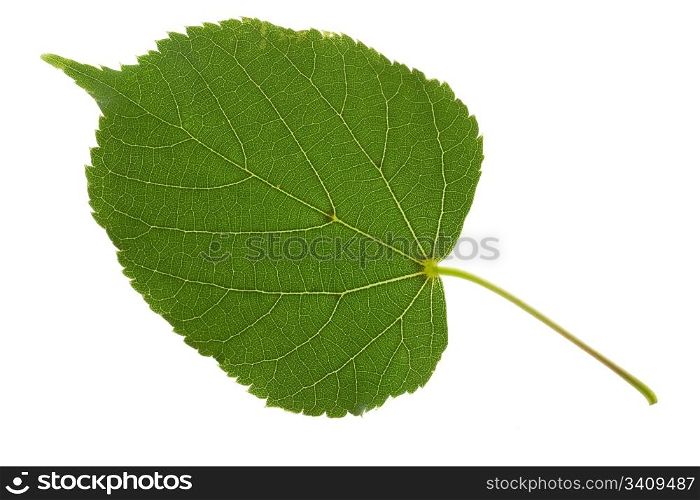 linden leaf isolated on the white