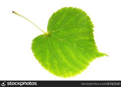 linden leaf isolated on white