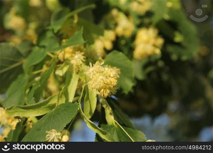Linden tree in bloom, against a green leave. Linden tree in bloom, against a green leaves