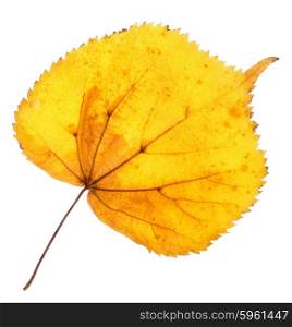Linden yellow leaf isolated on white