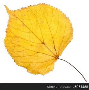 Linden yellow leaf isolated on white