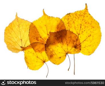 Linden yellow leaves isolated on white