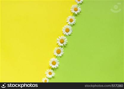Line chamomiles daisies flowers on yellow and green color paper background in minimal style Copy space Template for lettering, text or your design Creative Flat lay Top view.. Vertical line chamomiles daisies flowers on yellow and green color paper background in minimal style Copy space Template for lettering, text or your design Creative Flat lay Top view