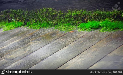 Line of green moss on the edge of old wet wooden plank floor - natural dark background with copy space. Selective focus, shallow depth of field.. Old Wooden Floor With Moss