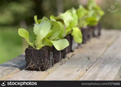 line of lettuce seedlings on a table garden