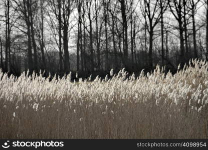 line of white cane in front of dark wood