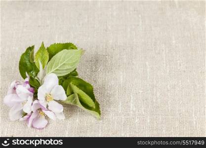 Linen background with apple blossom. Woven linen background with spring apple blossom