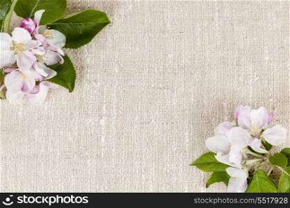 Linen background with apple blossoms. Natural linen background with spring apple blossom flowers