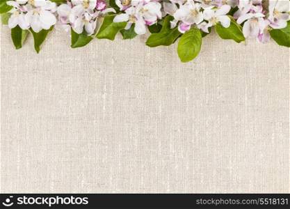 Linen background with apple blossoms. Natural linen background with spring apple blossom flowers