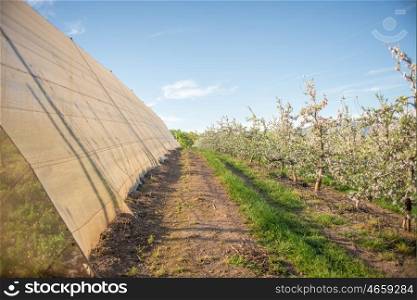 Lines of pear trees stand in blossom next to a huge green house protective net.