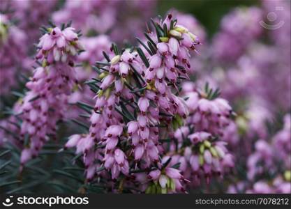 Ling, Calluna vulgaris, flowers of the gardens