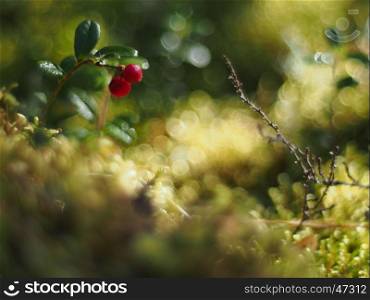 lingonberry berries in the woods