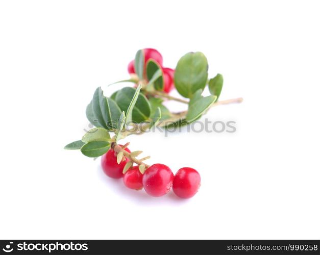 lingonberry berries on a white background