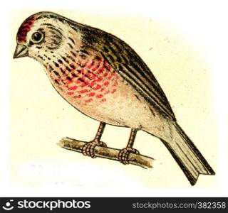 Linnet, vintage engraved illustration. From Deutch Birds of Europe Atlas.