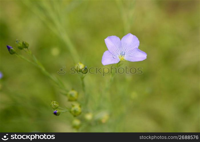 Linum marginale, family Linaceae wild flower
