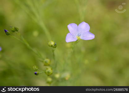 Linum marginale, family Linaceae wild flower