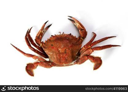 Lio carcinus puber crab isolated on white