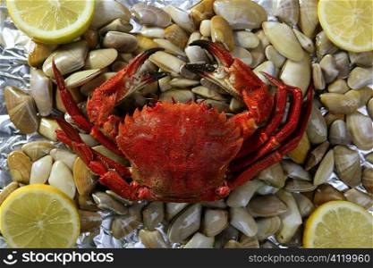 Lio carcinus puber crab over shell clams