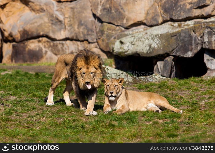 Lion and Lioness. Lion Couple. Male and Female Lions