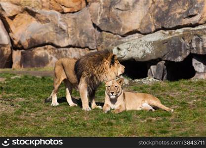 Lion and Lioness. Lion Couple. Male and Female Lions