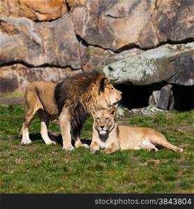 Lion and Lioness. Lion Couple. Male and Female Lions