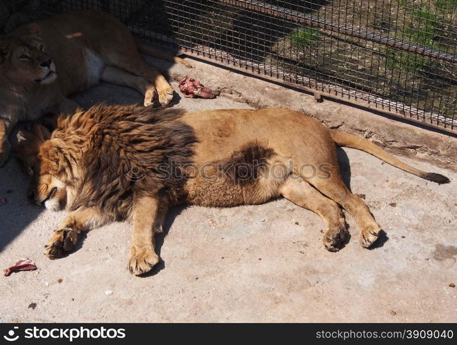 lion at the zoo