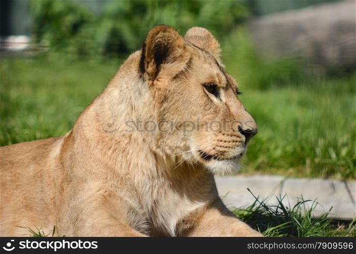 lion close up in zoo
