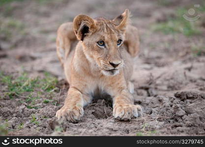 Lion Cub in Kenya Africa