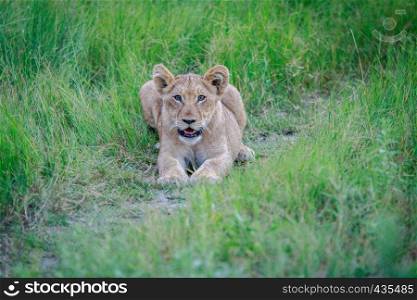 Lion cub laying in the grass in the Okavango Delta, Botswana.