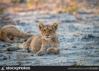 Lion cub laying on the dirt in the Sabi Sabi game reserve, South Africa.