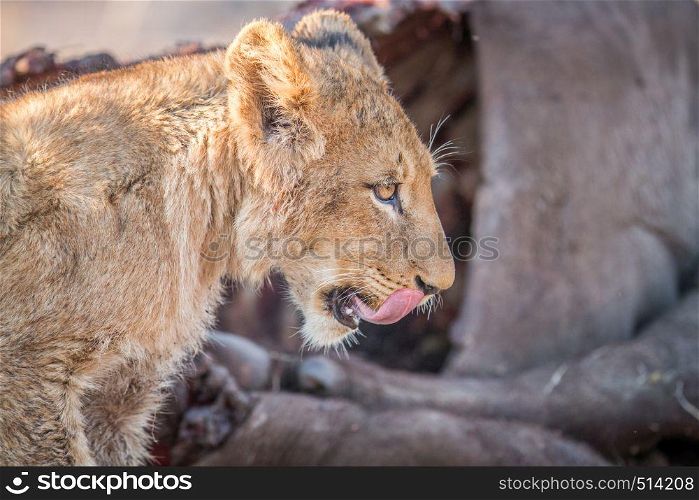 Lion cub licking himself in the Kruger National Park, South Africa.