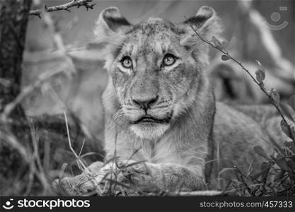 Lion cub looking up in black and white in the Kruger National Park, South Africa.