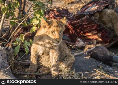 Lion cub sitting next to a Buffalo carcass in the Kruger National Park, South Africa.