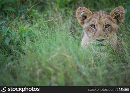 Lion cub starring at the camera in the Okavango delta, Botswana.