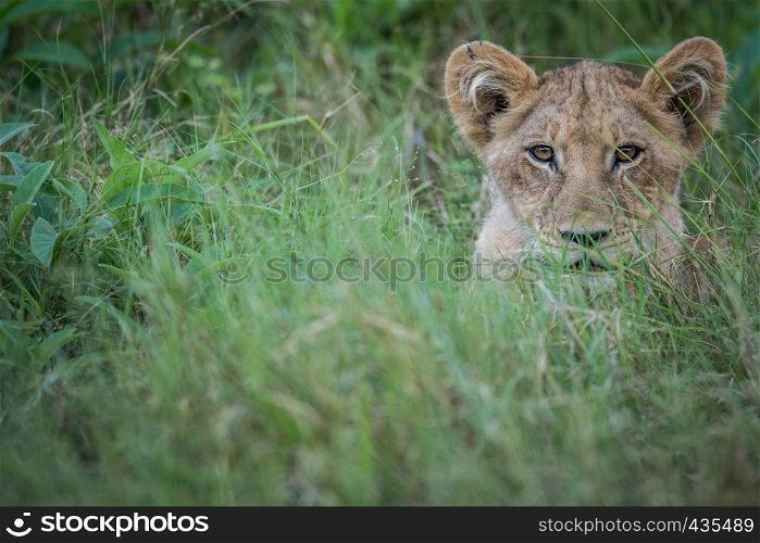 Lion cub starring at the camera in the Okavango delta, Botswana.