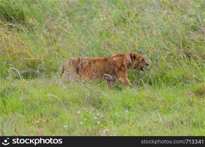 Lion cub walking in the tall grass of the savannah of Nairobi park in central Kenya