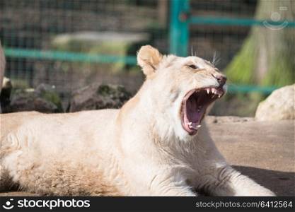 Lion cub yawning in zoo