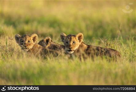Lion cubs in a morning light, Amboseli, Kenya