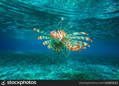 Lion Fish isolated on blue