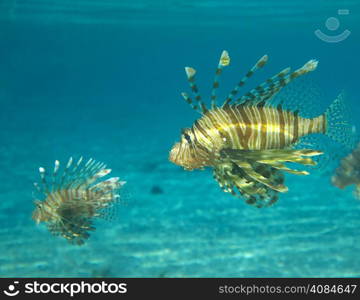 Lion fish swimming under water