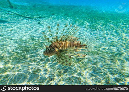 Lion fish swimming under water