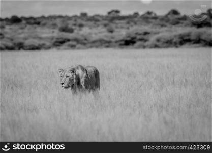 Lion in the high grass in black and white in the Central Khalahari, Botswana.