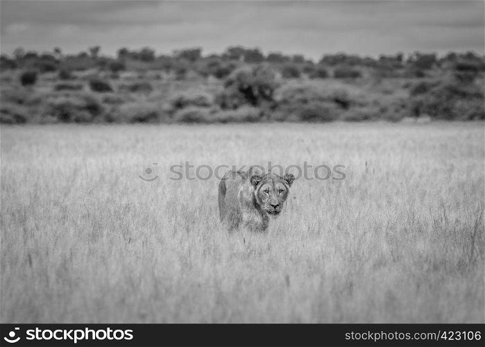 Lion in the high grass in in black and white in the Central Khalahari, Botswana.