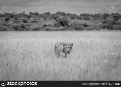 Lion in the high grass in in black and white in the Central Khalahari, Botswana.