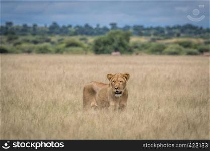 Lion in the high grass in the Central Khalahari, Botswana.