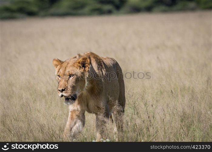 Lion in the high grass in the Central Khalahari, Botswana.