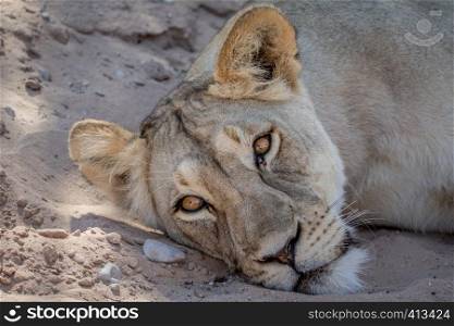 Lion laying down and starring in the Kalagadi Transfrontier Park, South Africa.