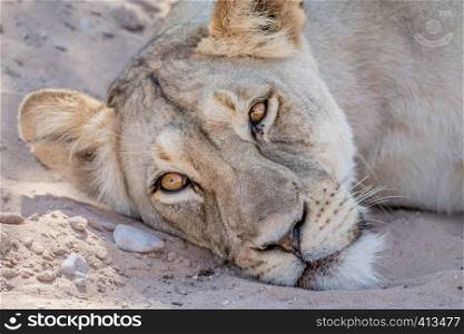 Lion laying down and starring in the Kalagadi Transfrontier Park, South Africa.