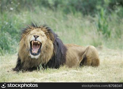 Lion lying in a field and yawning (Panthera leo)