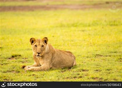 Lion lying in the grass gaggling . Lion lying in the grass gaggling mouth wide open in the savannah of Amboseli Park in Kenya